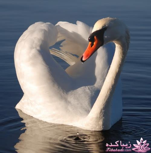 پرندگان زیبا